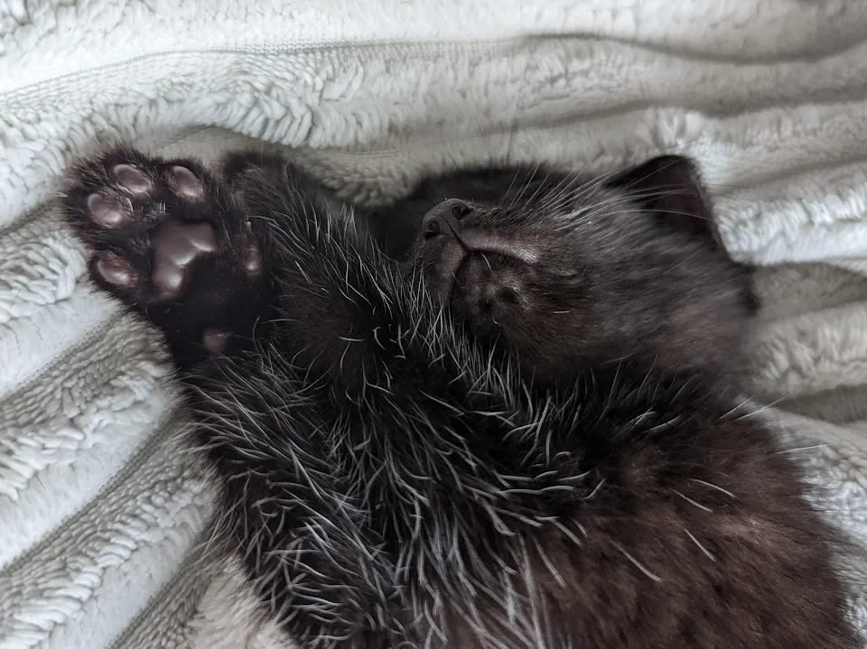 Tiny nose and beans