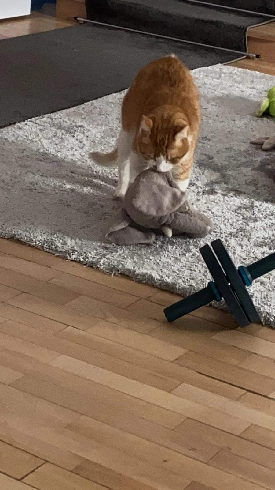 Question (no joke): each and every time I sneeze, my (sterilized) cat jumps from his place and starts frantically fucking his elephant. Is this a thing?