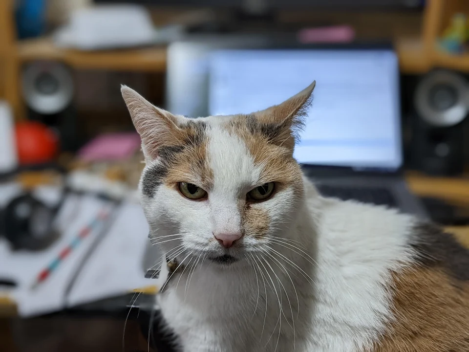 This Grumpy Girl Is 14 Years Old Today