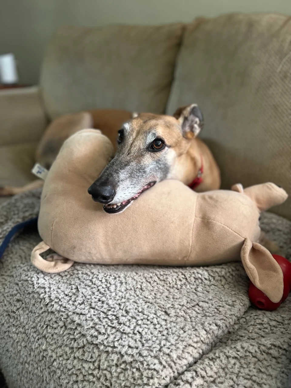 Can we make rescue greyhounds a thing now? Here’s Bones enjoying his retirement from racing