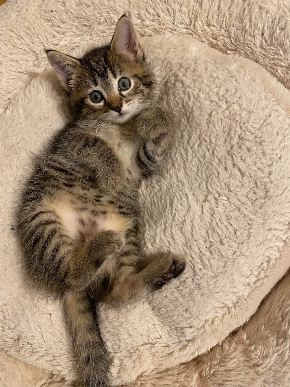 Our new baby Miss Melody M*rder Mittens
