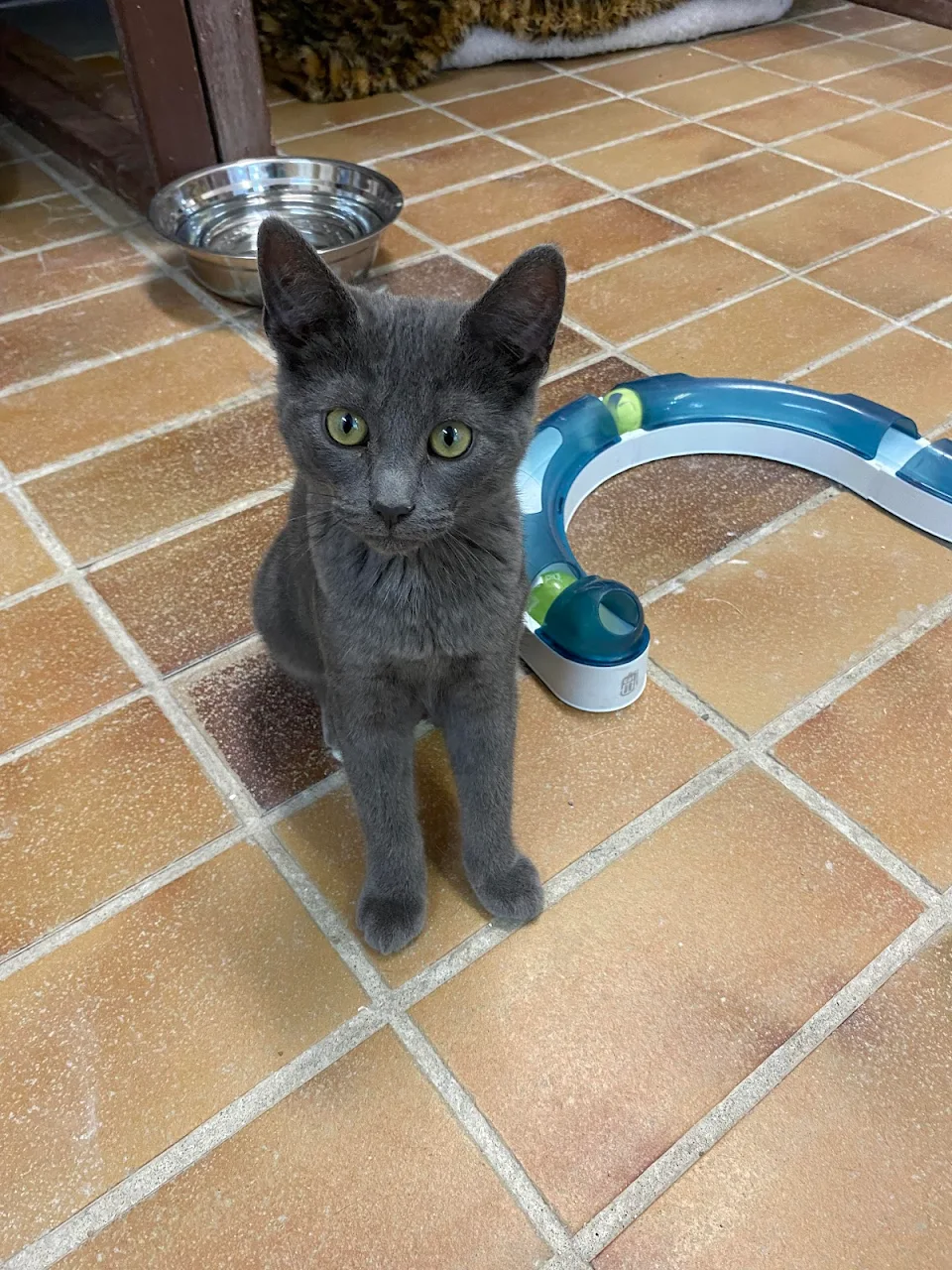 This is Hans a kitten at our cat shelter. He’s really fast but he took a one second pause so I could take his picture. Then ran to play with the others. :)
