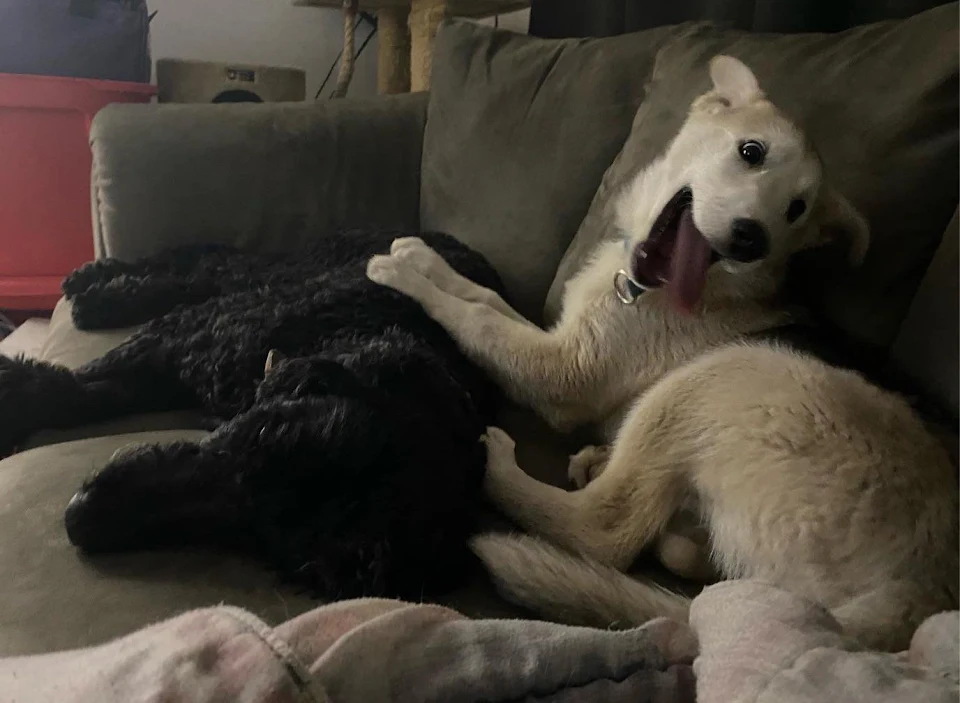 I think Lucky is excited to cuddle Aspen