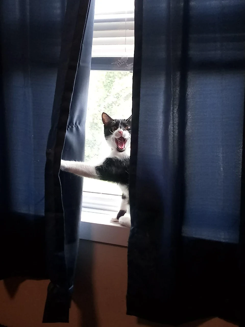 The way our cat, Millie, lets us know someone is here.