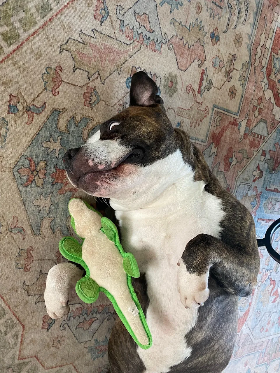 Just a derp & his gator.