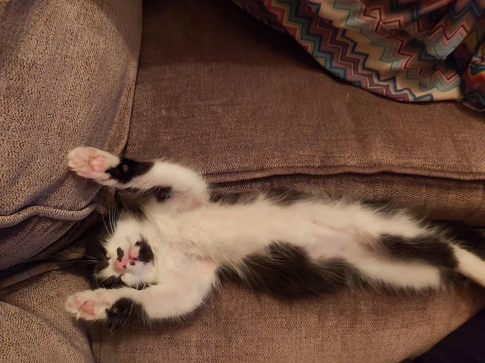 We just got kittens a couple of days ago, already sleeping like a derp!