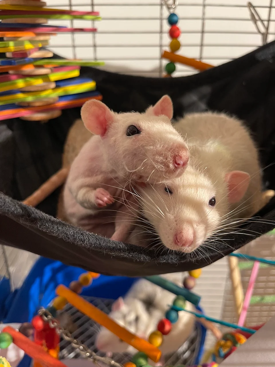 Are a trio of polite rats ‘aww’ worthy?