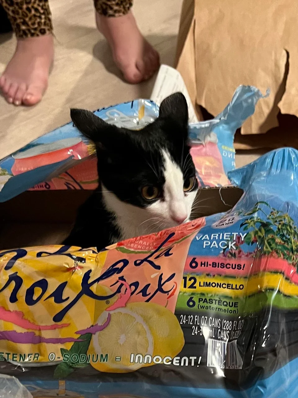 The package says innocent. The face says guilty.