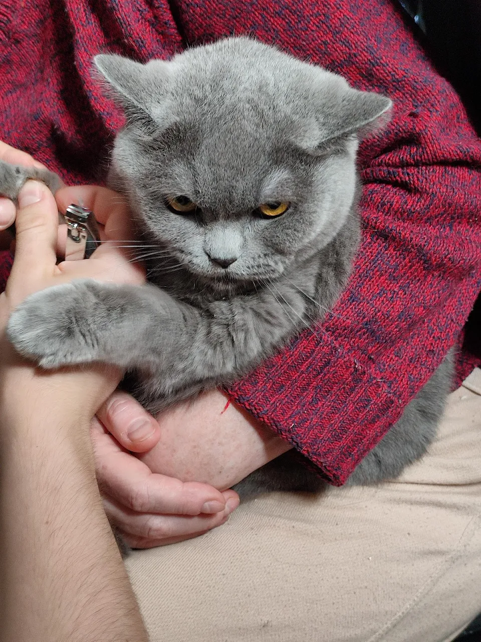 my relatives were trimming her nails...she was not happy