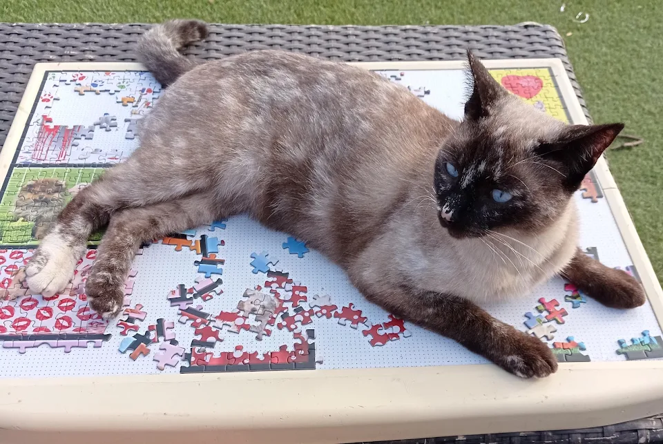 Just trying to sit outside and do my jigsaw..
