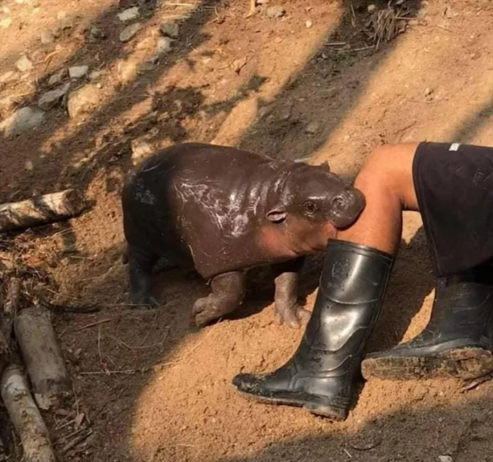 brutal hippo attack