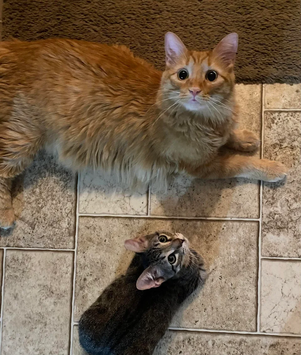 Can you tell which cat just ate some catnip?