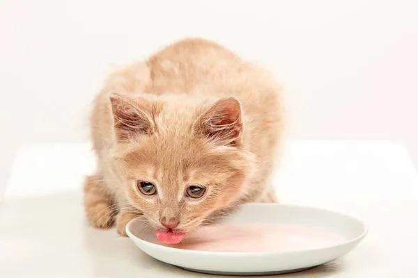 Did you know that cats are not allowed to drink milk?