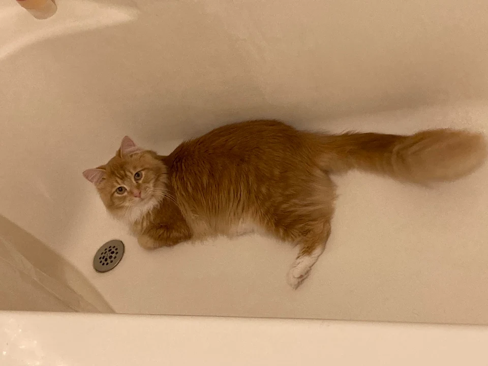 I walk into the bathroom and he’s just chillin in the tub