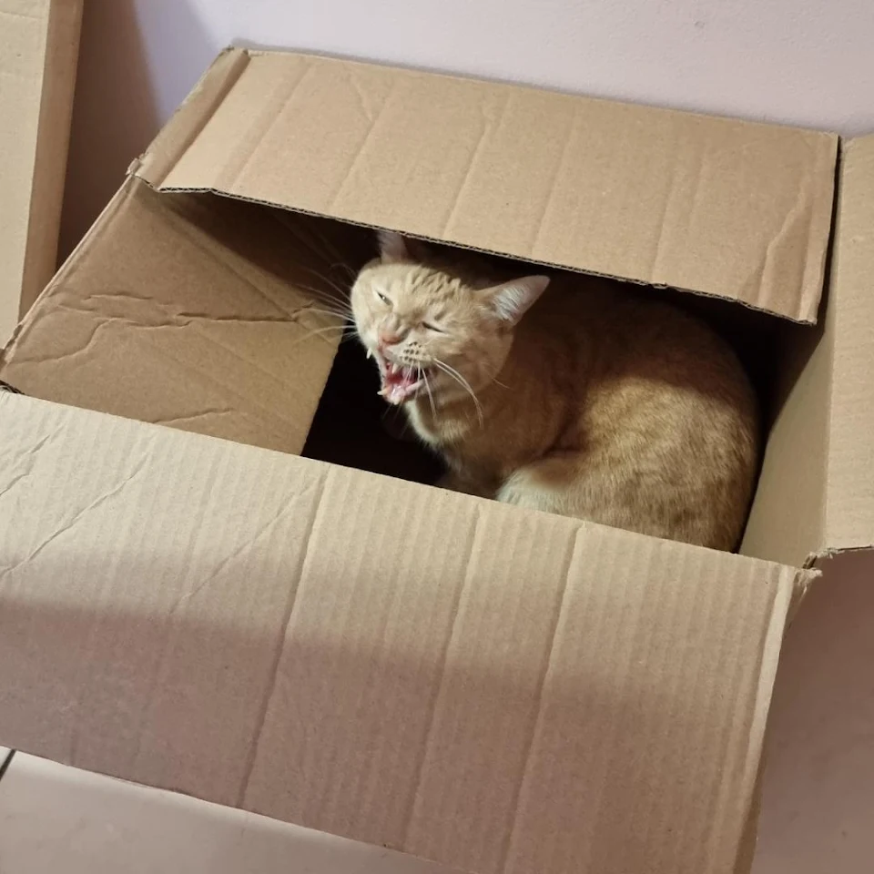 Caught him yawning in a box! My cutie snake cat Slim😻