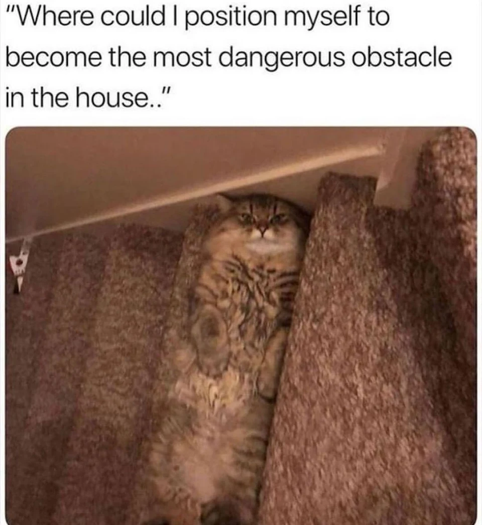 Catouflage