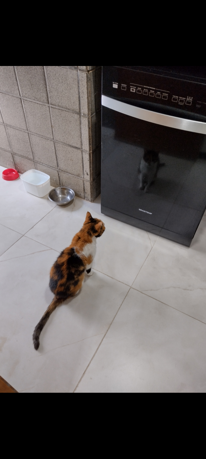 my cat (19 years) spends all day looking at the mirror, does anyone know why? is it a common thing?