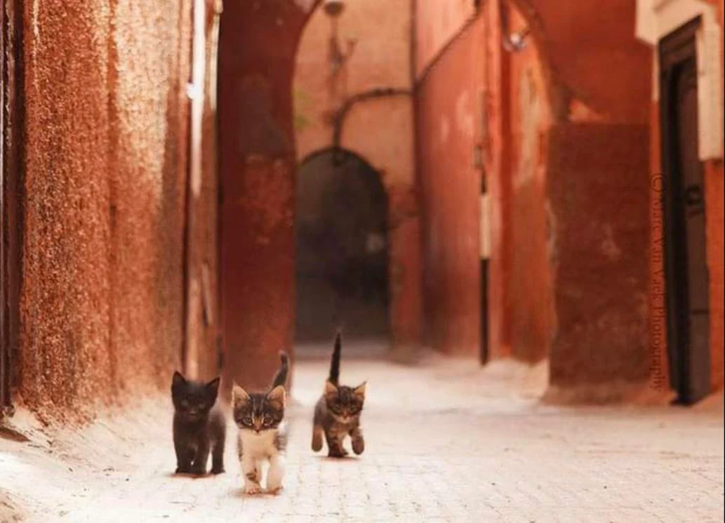 Kittens in the streets of Marrakech