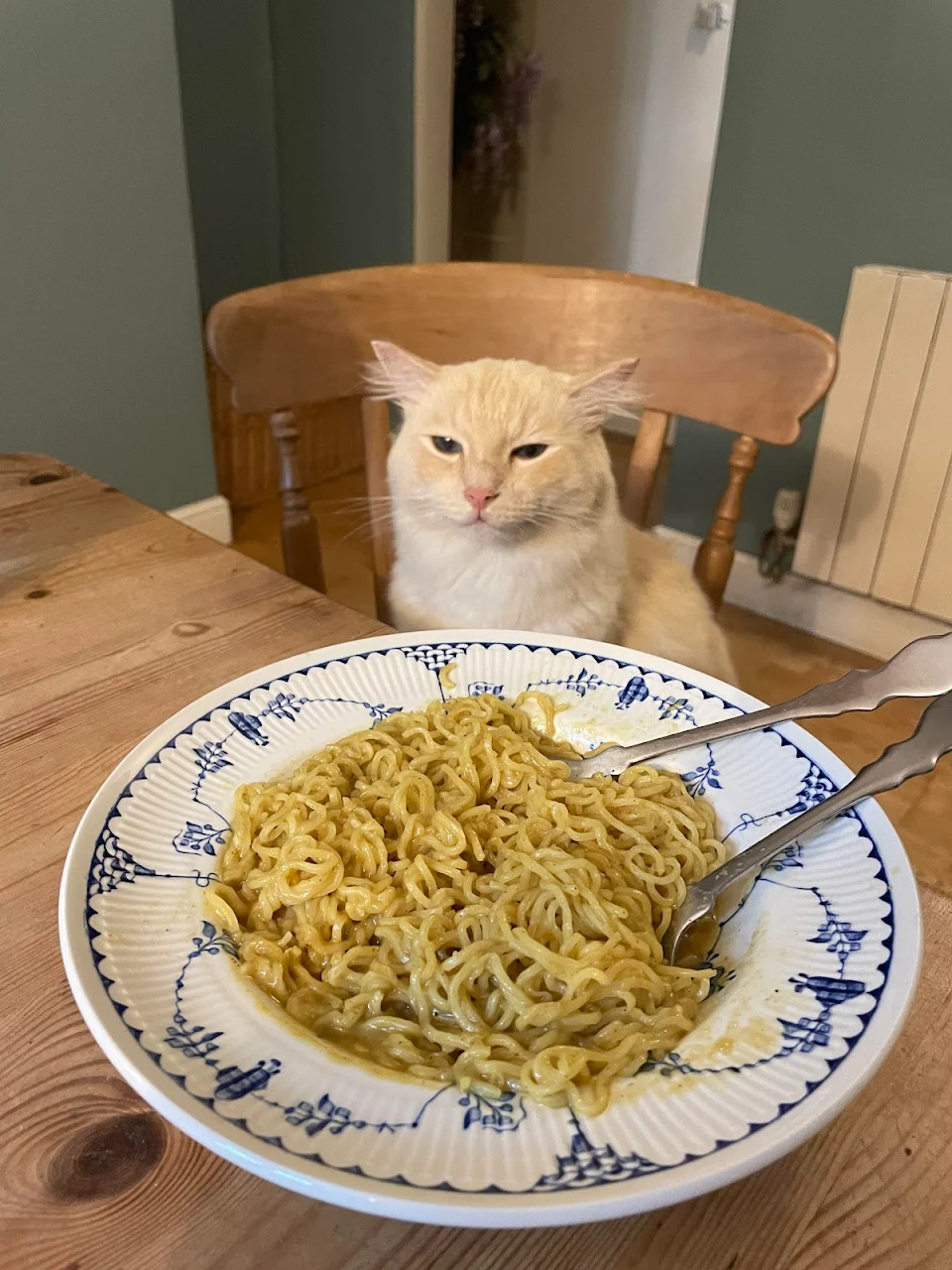 Can someone photoshop my cat please. His utter disgust at my Maggi noodles.