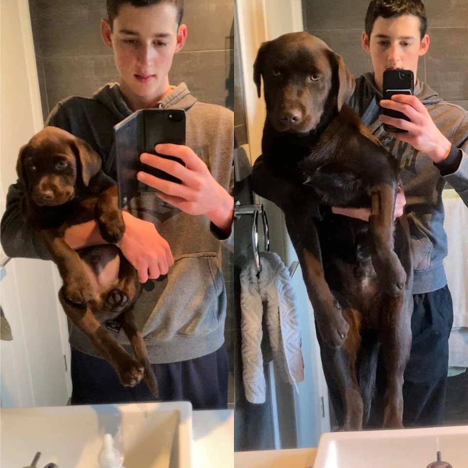 My puppy’s growth over 20 weeks