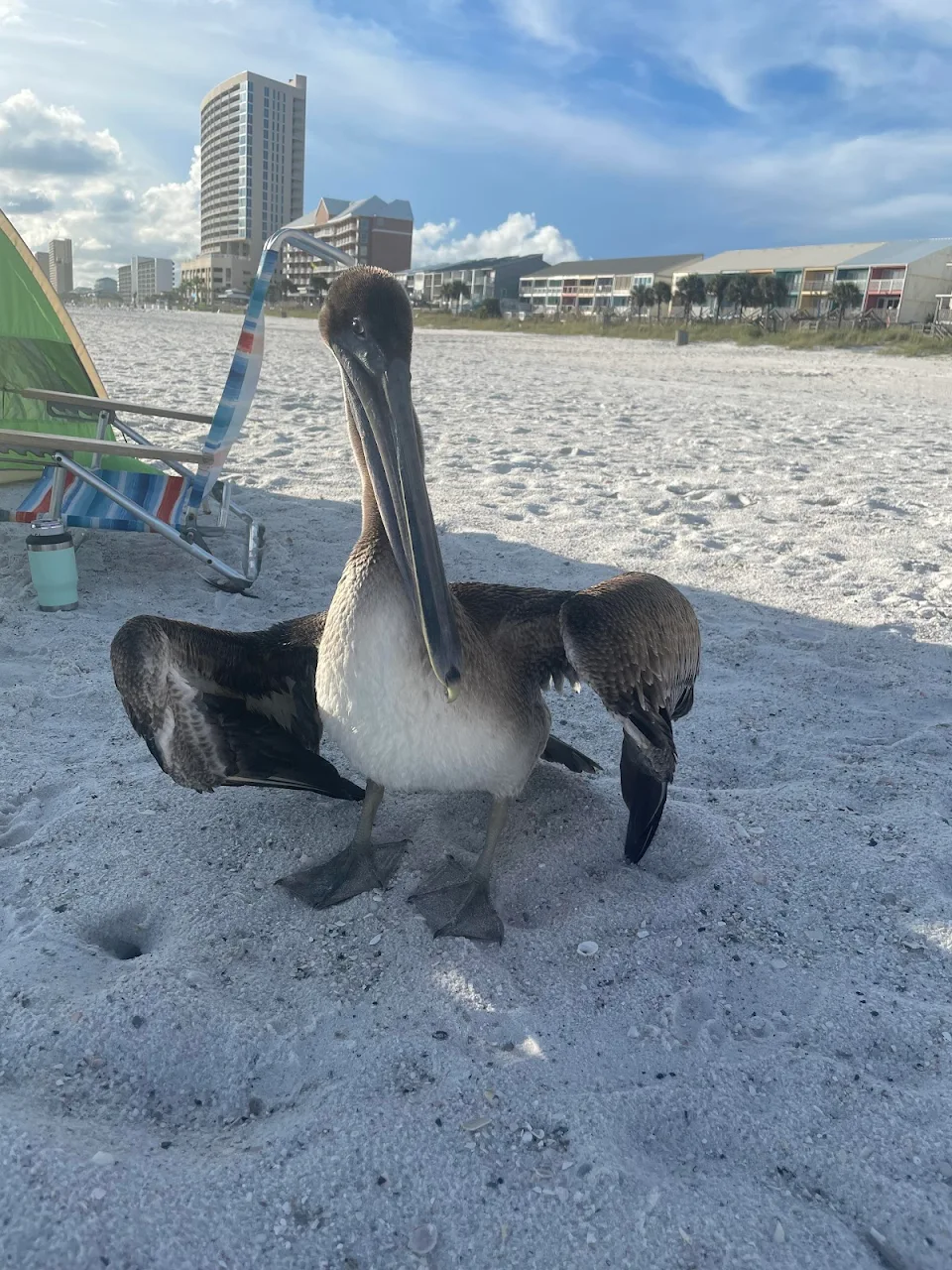 This guy walked right up to my wife at the beach and started flexing.