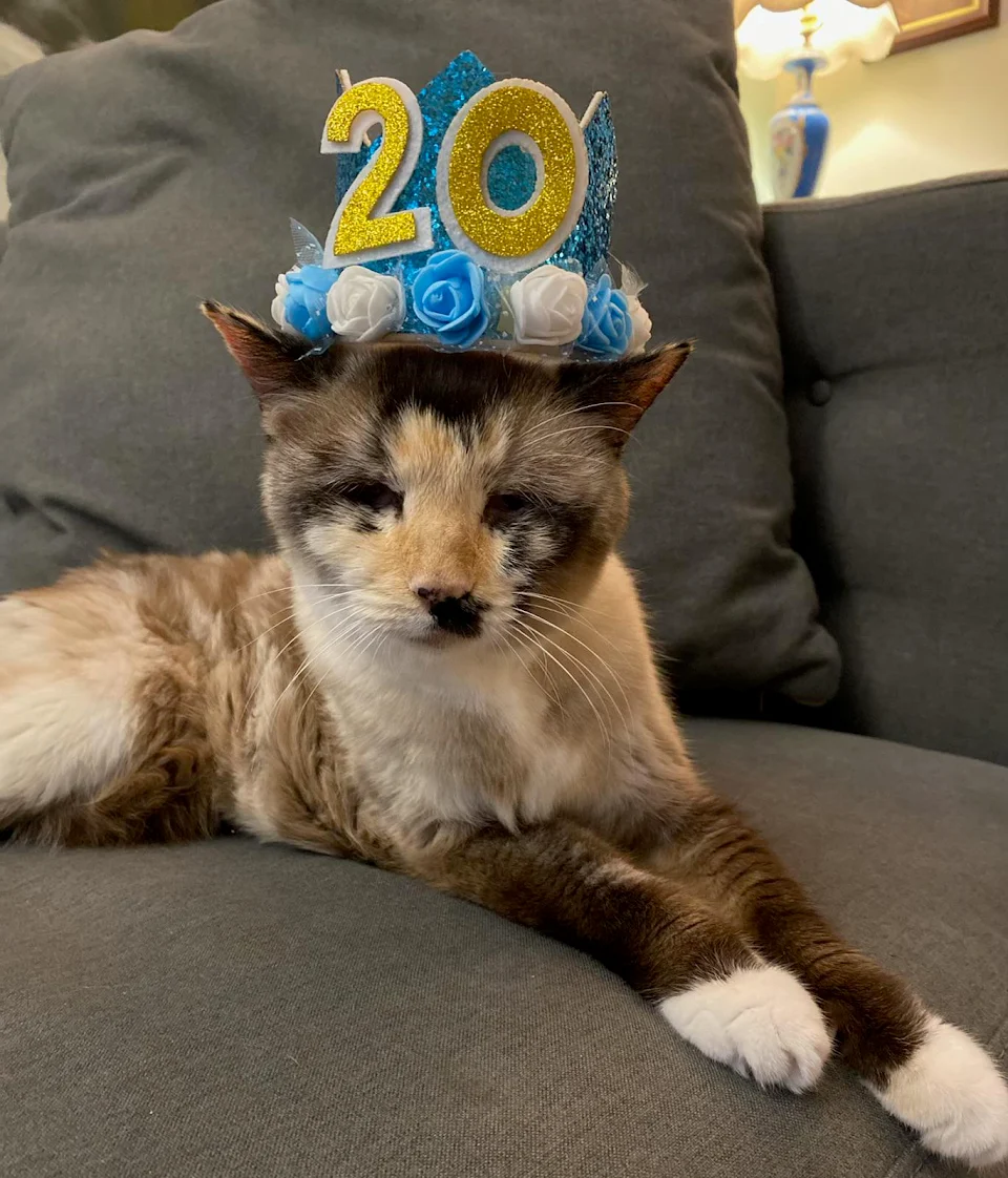 My cat recently turned 20