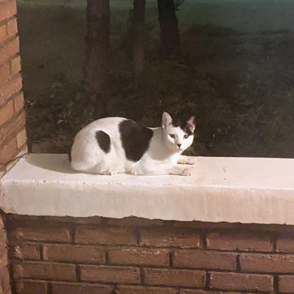 This cute feral kitty looks like a certain horrible historical figure