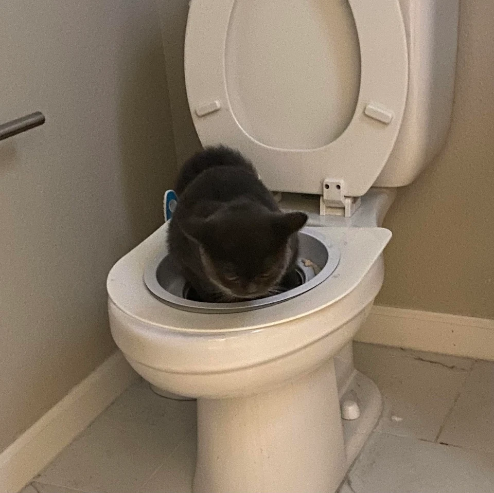 Starting using the toilet…. Totally worth it
