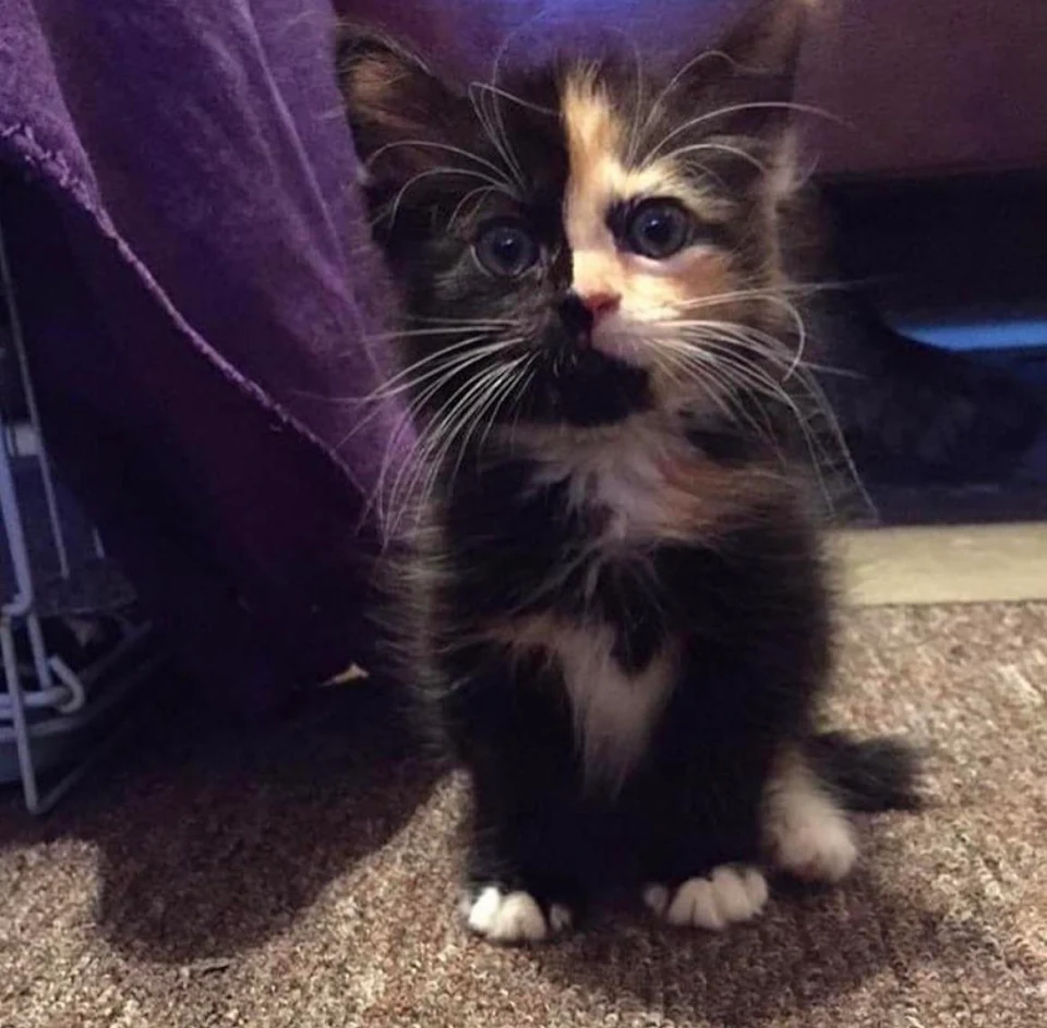 Cute kitten, you’re welcome.