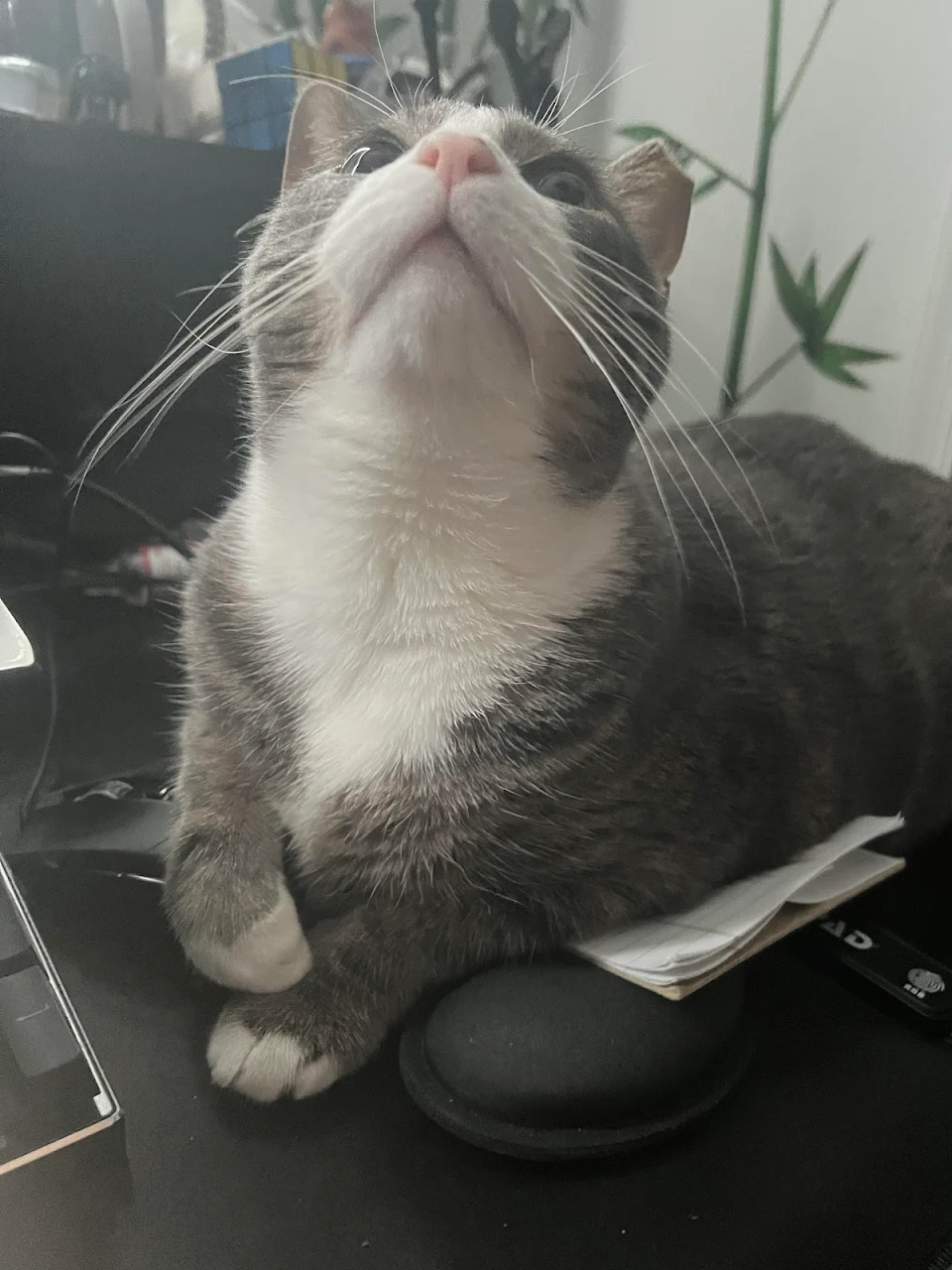desk kitty
