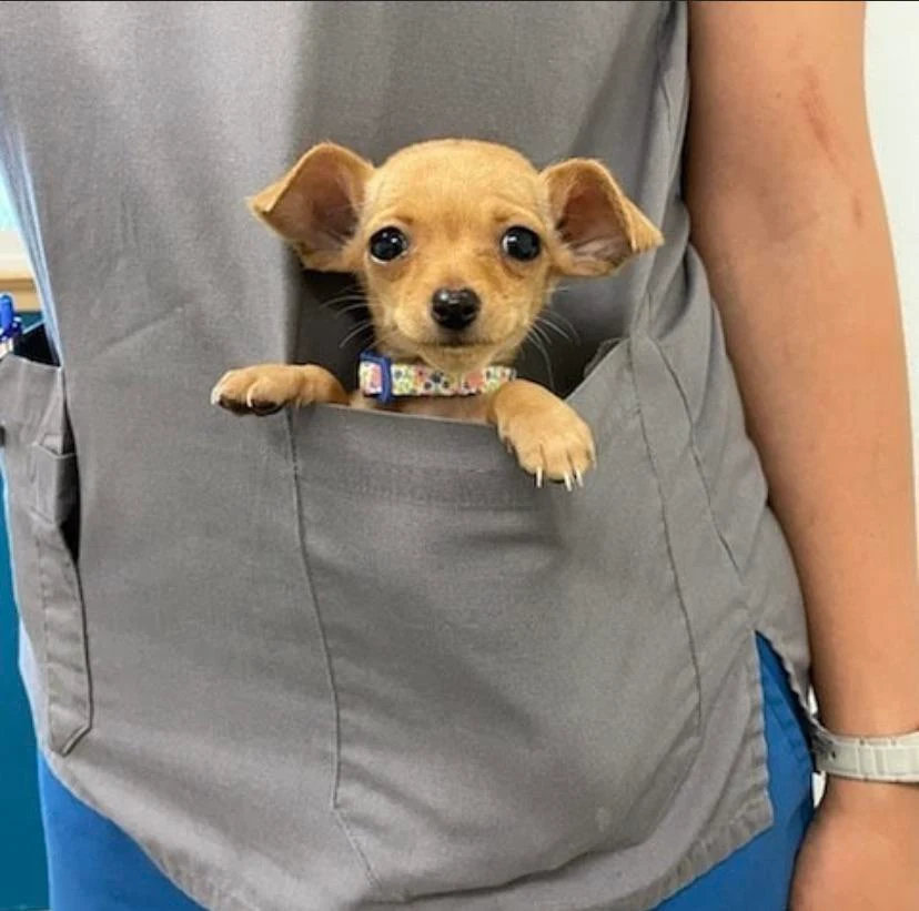 My puppy used to fit in the vets pocket!