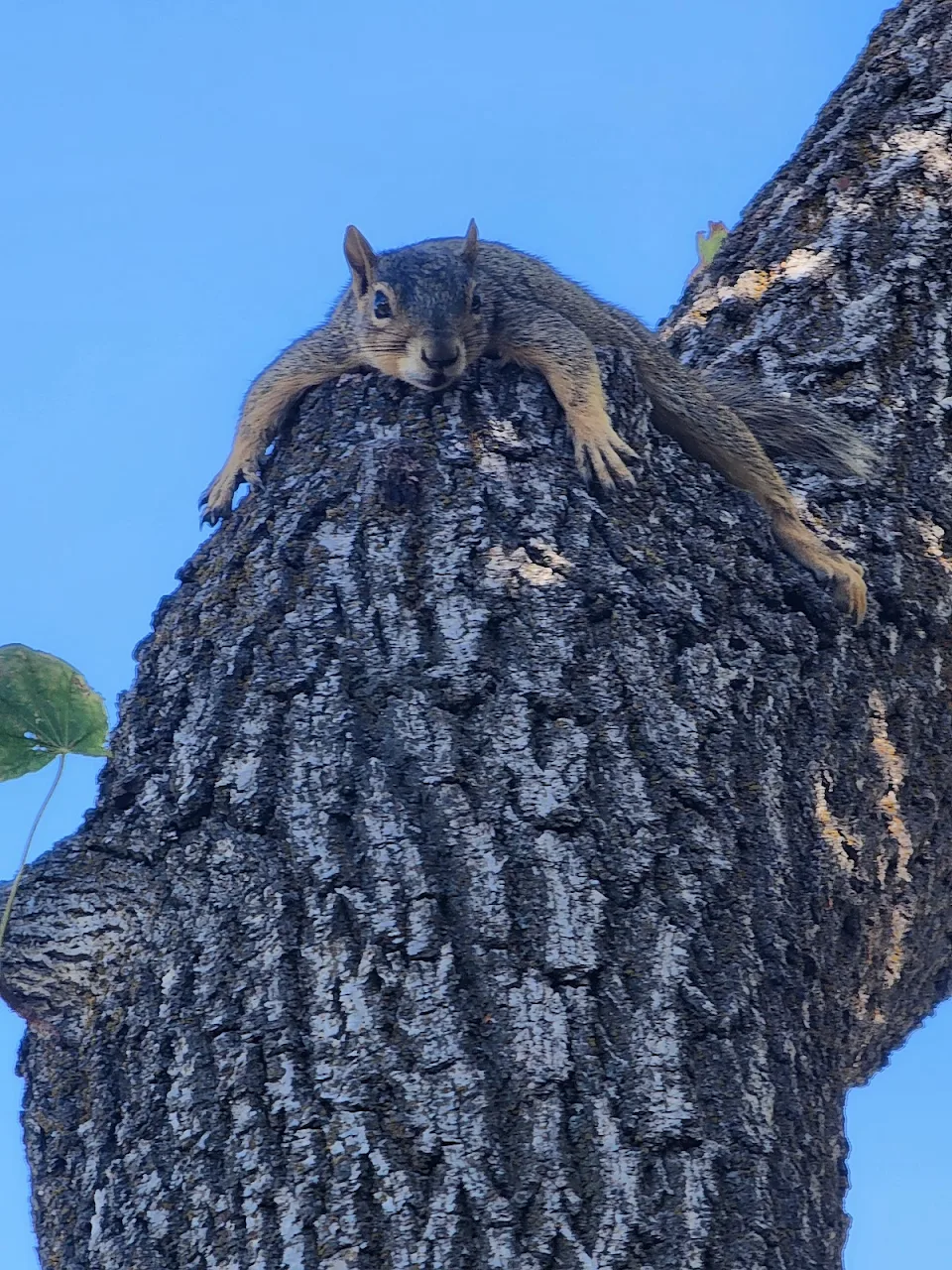 Oh to be a lazy squirrel