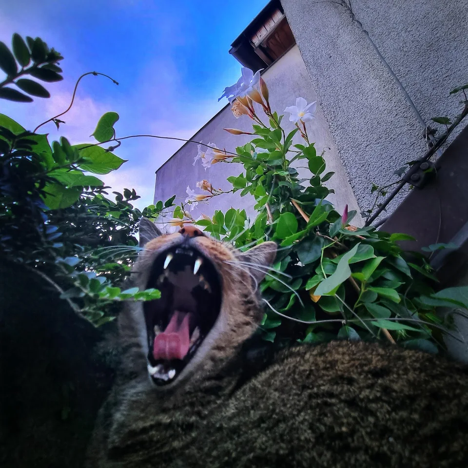 Archie yelling at a plant