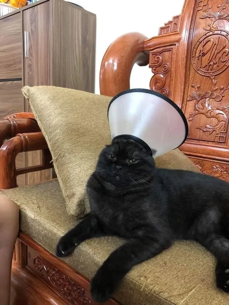 The vet: You do know how to put the cone on your cat, right? Me: Yes, I don't think it's that hard 🤣😂
