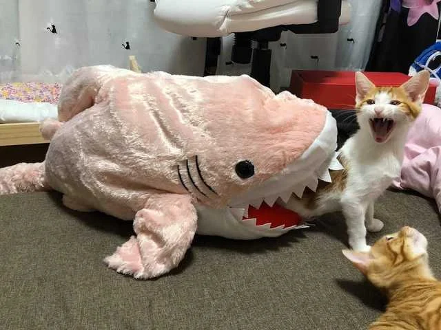 Shark! Shark!