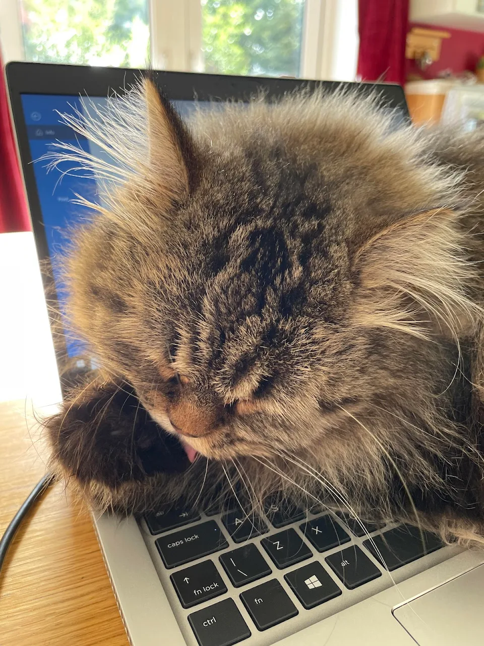 I don’t care that you need to write your report, Puss needs a wash and a warm tum….