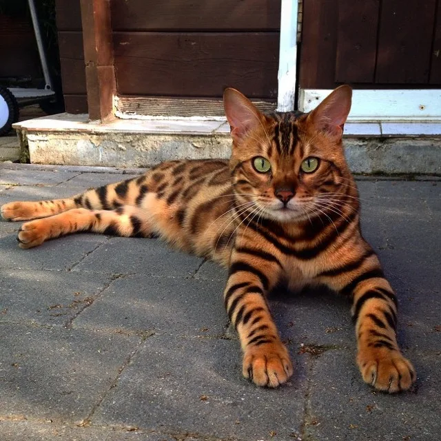 Bengal cat! i like -are you?