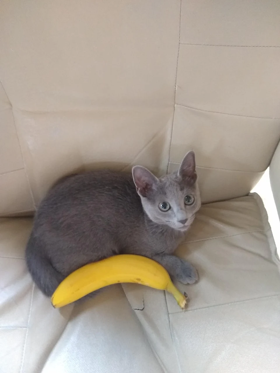 My kitten, banana for scale