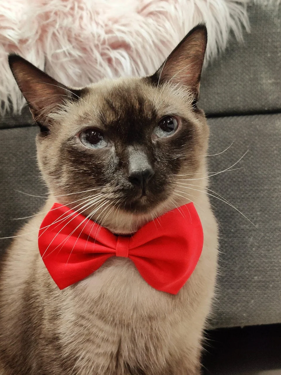 Sir Timothy looking very dapper in his new bow tie