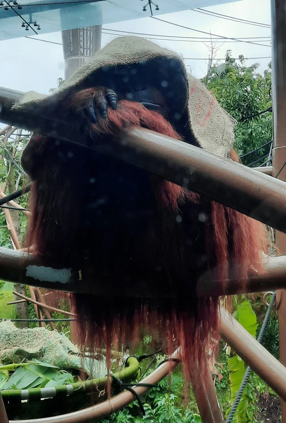 orangutan hiding from the rain