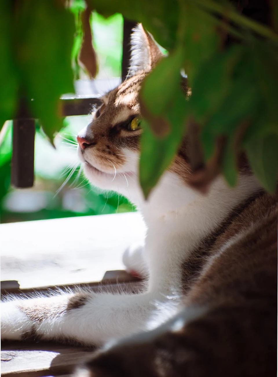 Our cat chilling under her favorite basil plant