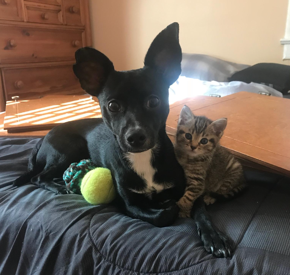 Theo (dog) and Teaver (cat) are best friends furever
