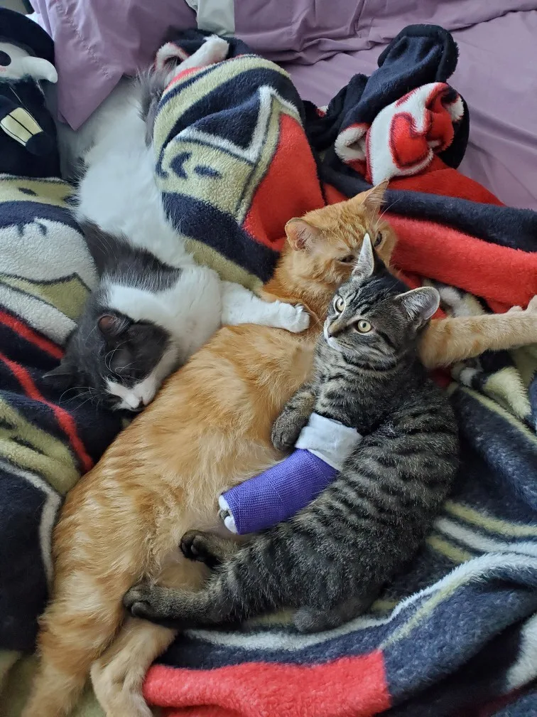 Bob and Gabe help Marcel the foster (cast) with a cuddle pile.