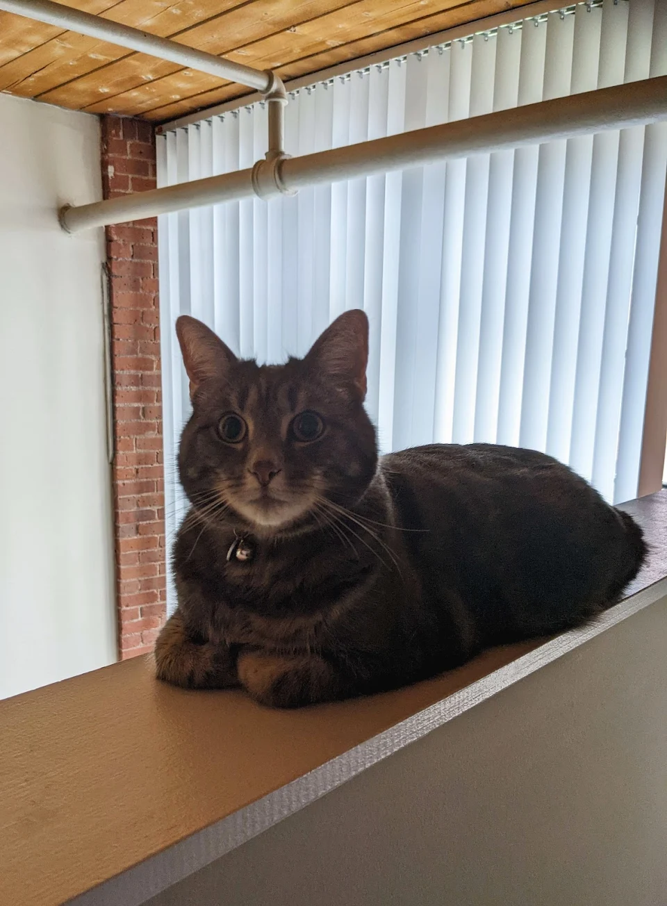 My cat knows he isn't allowed up here, so when I catch him, he loafs perfectly and gives me his best innocent eyes