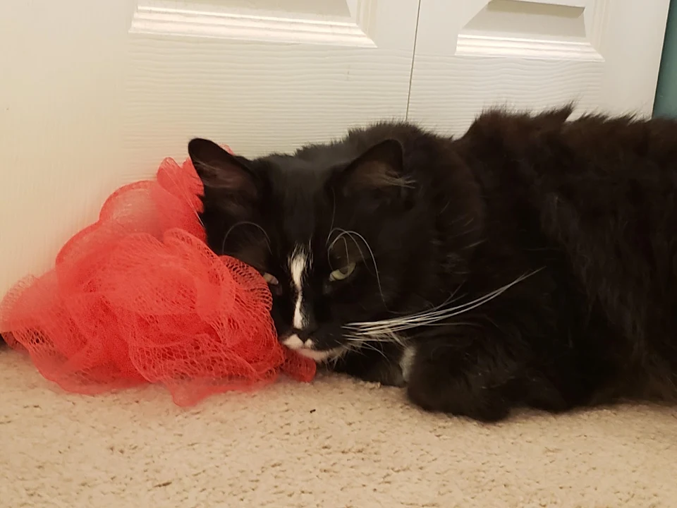Charlie and his comfort loofah