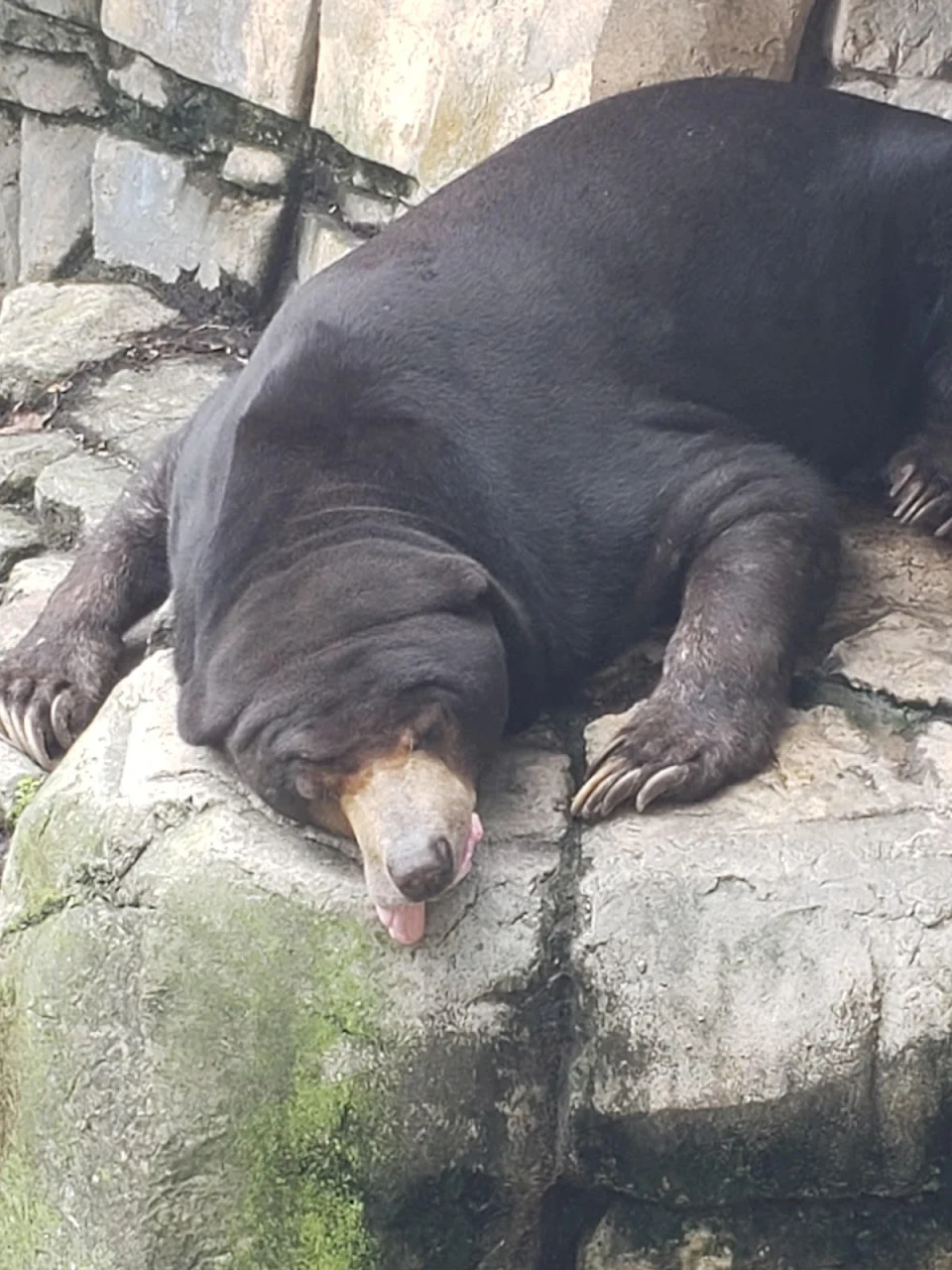 This Sun Bear at the Tampa Zoo
