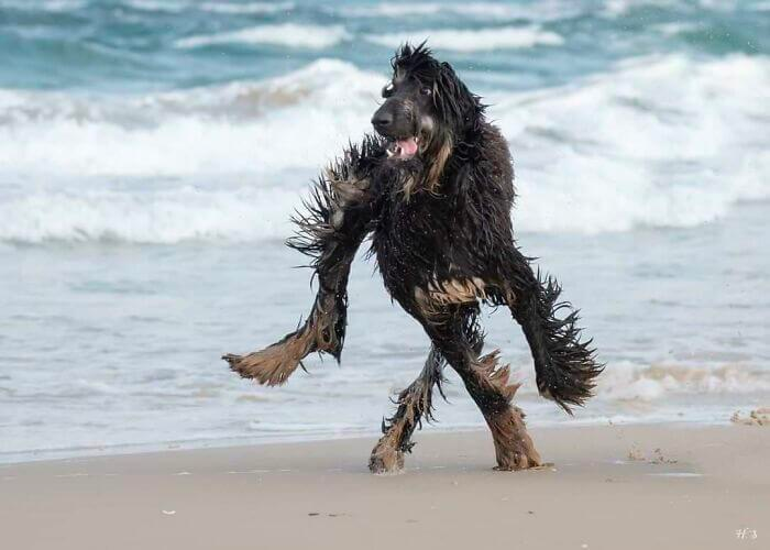 Running on the beach [x-post from r/confusing_perspective]