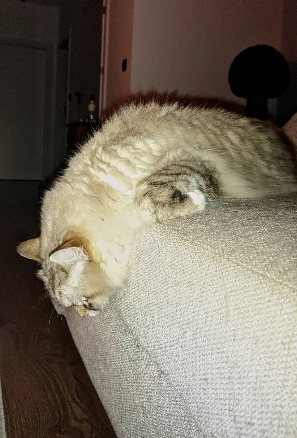 This is how my friend's cat likes to sleep.