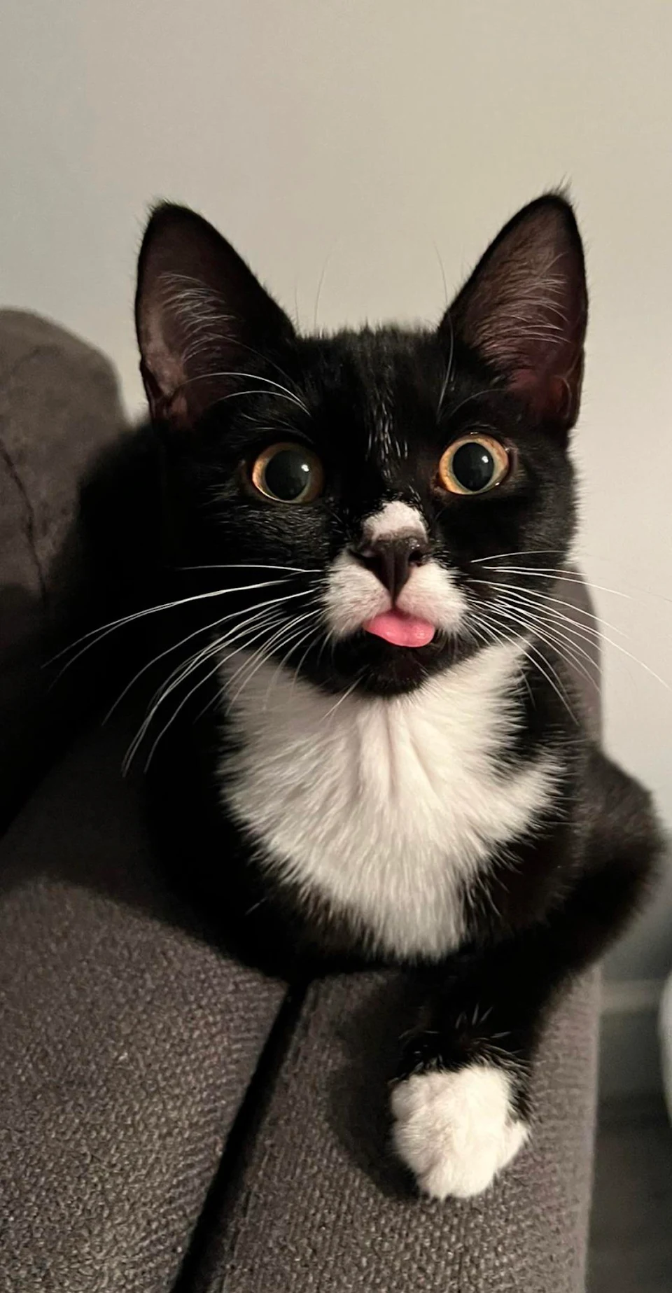 Jessie rarely has a blep face, but good fun when she does