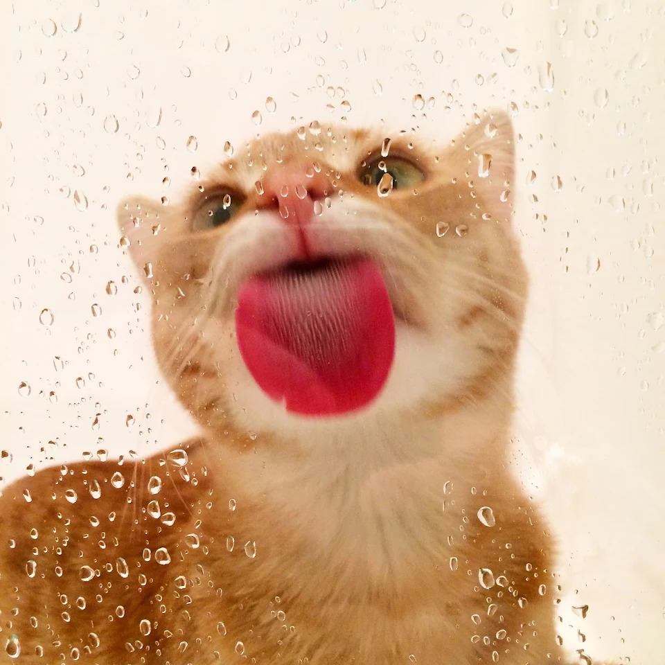 He prefers the shower water.